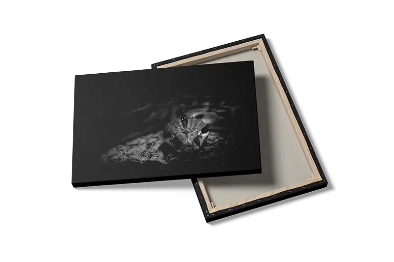 Slange Ball Python Plakat
