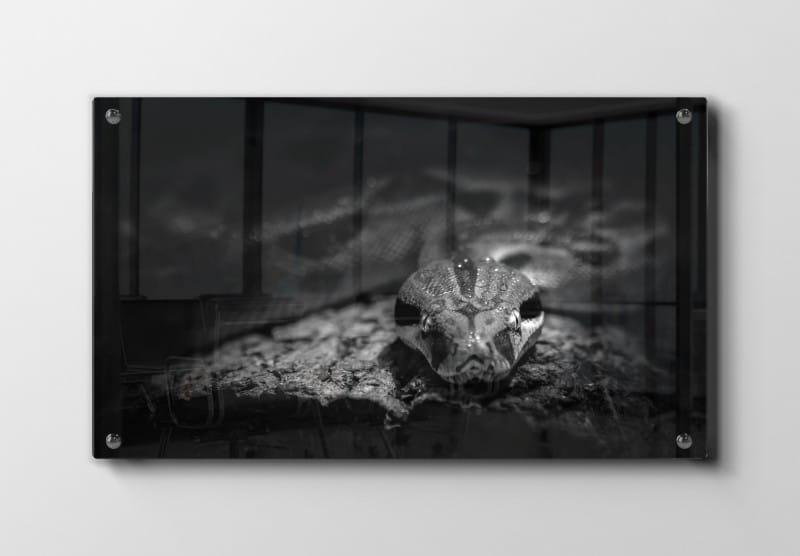 Slange Ball Python Plakat