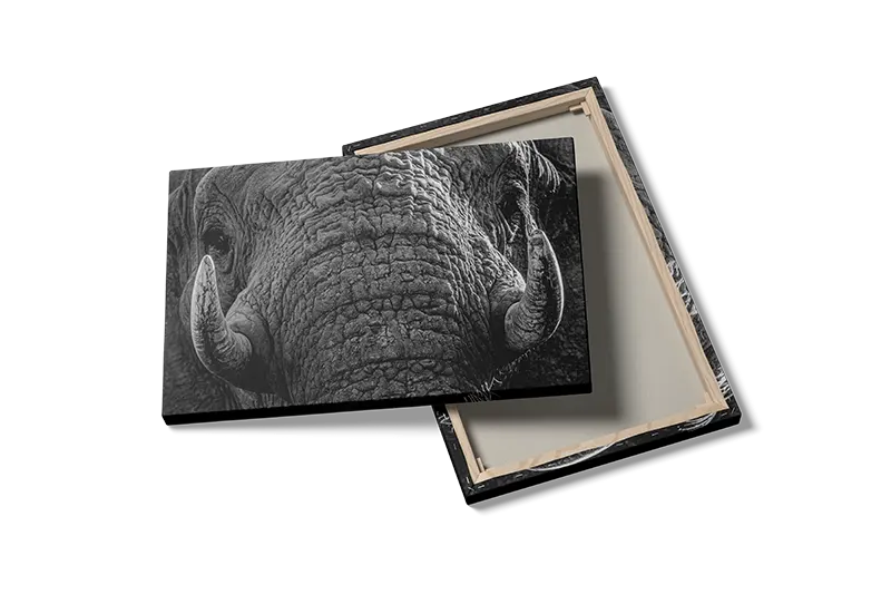 African Elephant Plakat