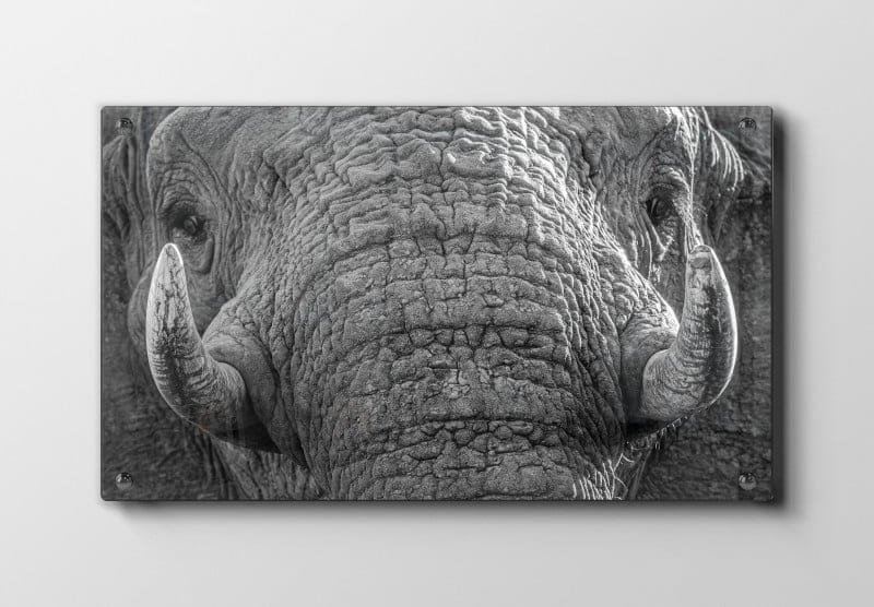 African Elephant Plakat