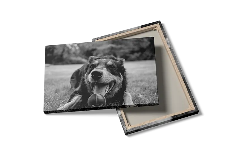 Happy Australian Shepherd Plakat