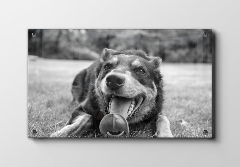 Happy Australian Shepherd Plakat