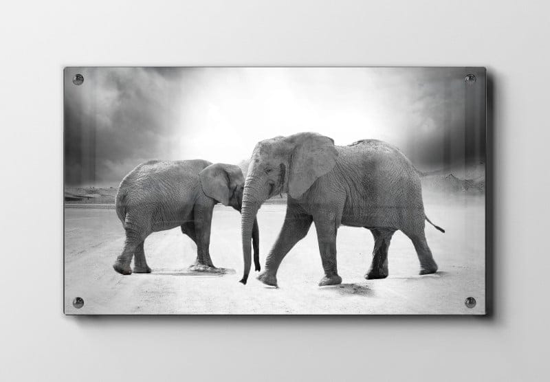 Elephant Desert Walk Plakat