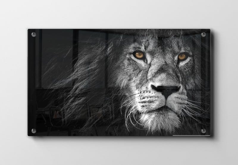 Lion Face Plakat