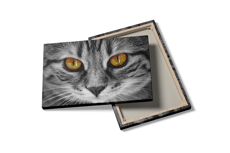 Tabby Cat Plakat