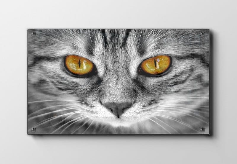 Tabby Cat Plakat