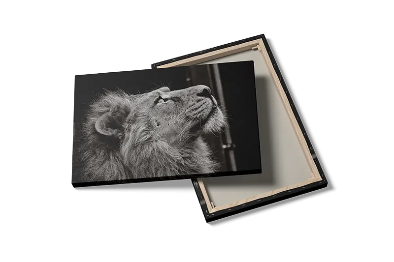 Lion Close Up Plakat