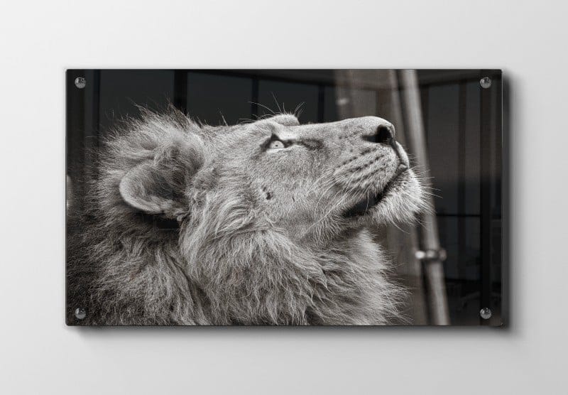 Lion Close Up Plakat