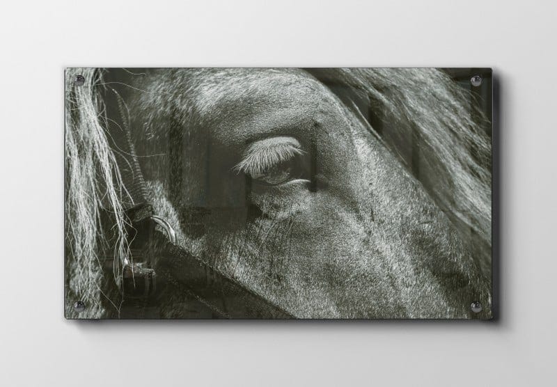 Horse Closeup Plakat
