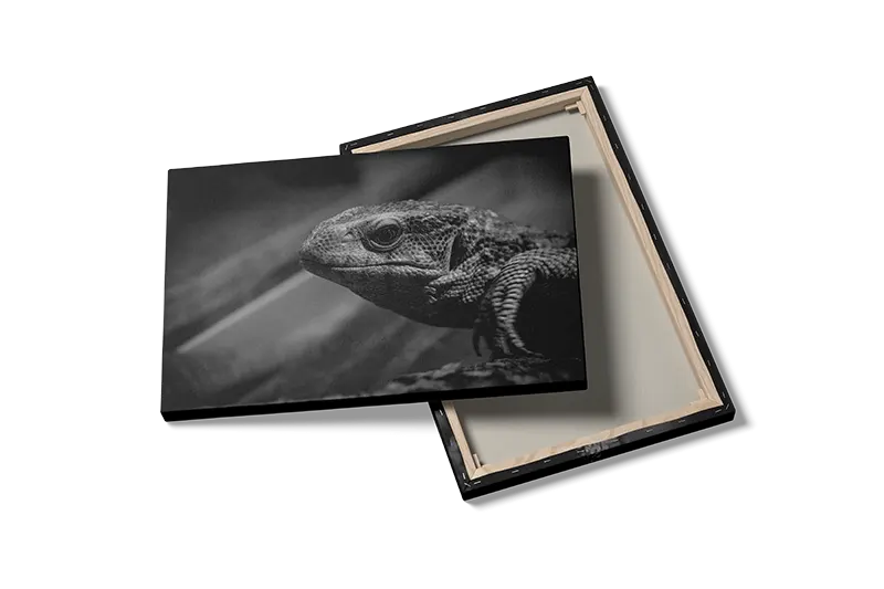 Bi Monitor Lizard Plakat