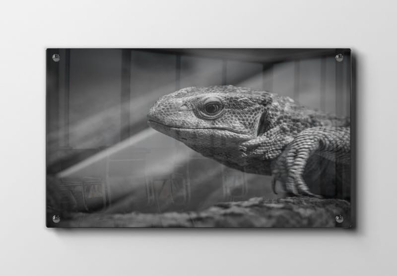 Bi Monitor Lizard Plakat