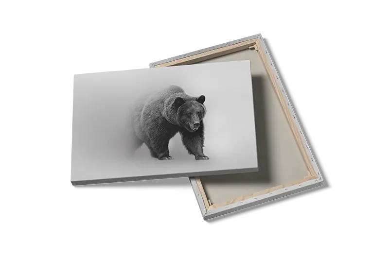 Brown Bear Plakat
