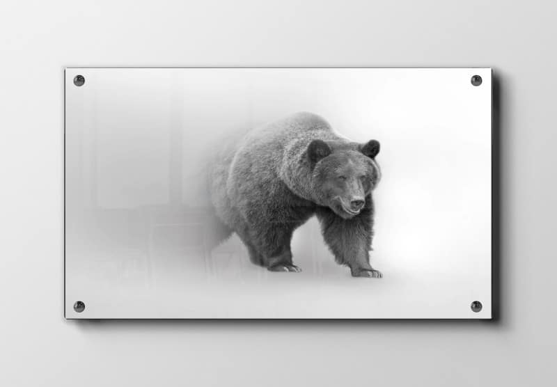 Brown Bear Plakat