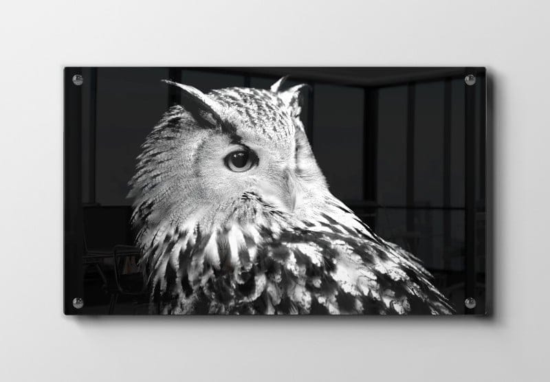 Eagle Owl Plakat