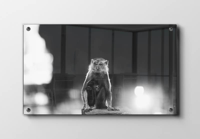 Monkey With Baby Plakat