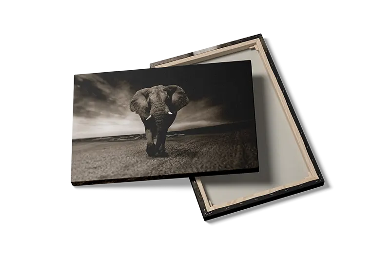 Elephant Beach Plakat