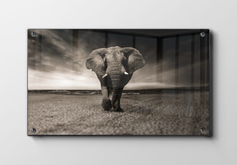 Elephant Beach Plakat