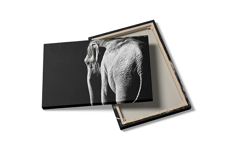 Elephant Side View Plakat