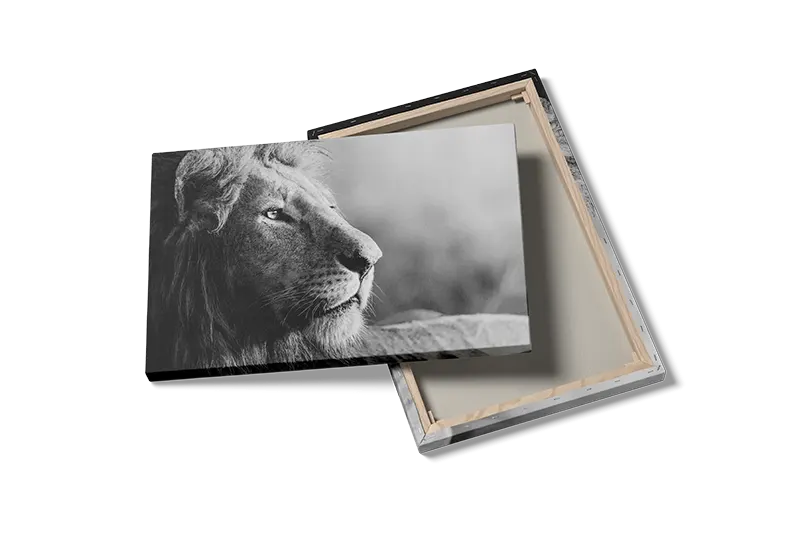 Lion Close Plakat