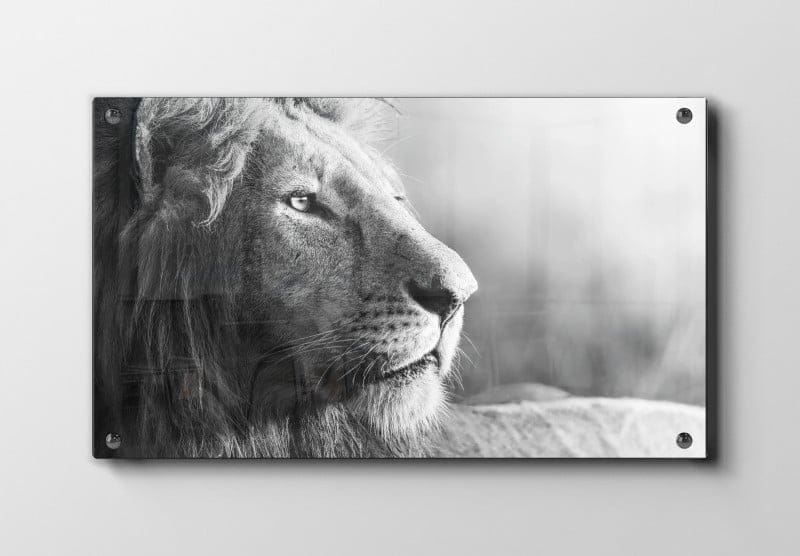 Lion Close Plakat