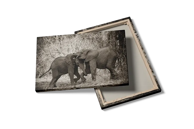 African Elephant Calves Plakat