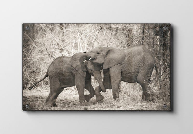 African Elephant Calves Plakat