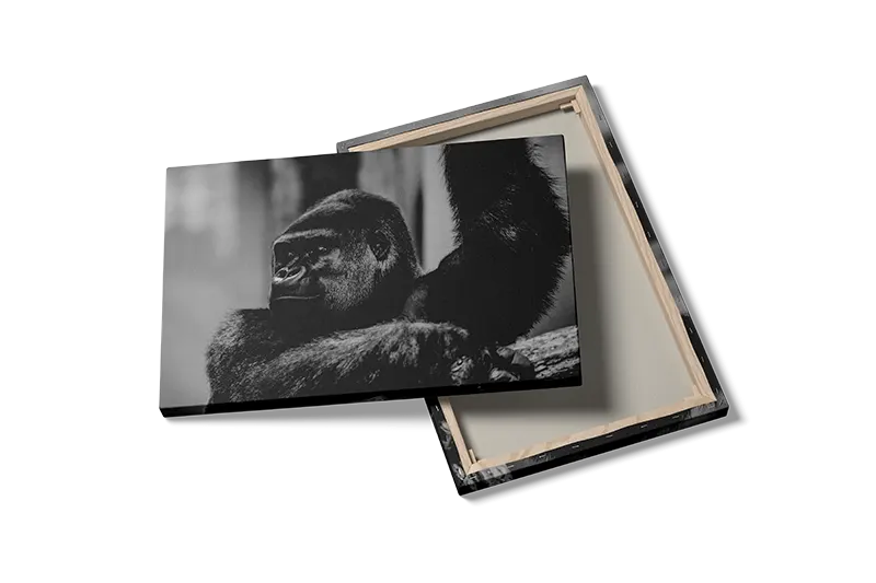 Silverback Gorilla Plakat