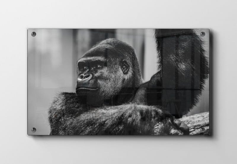 Silverback Gorilla Plakat