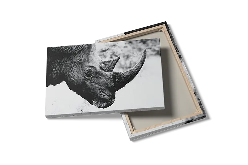 Black Rhinoceros Plakat