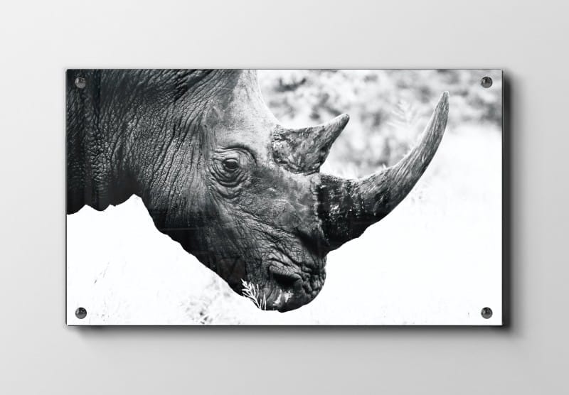 Black Rhinoceros Plakat
