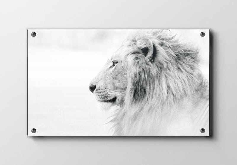 White Lion Plakat