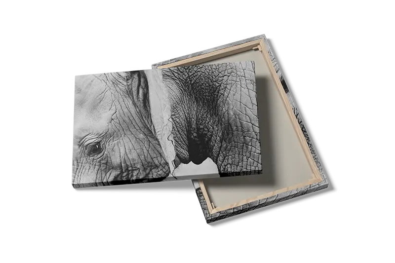 Elephant Closeup Plakat