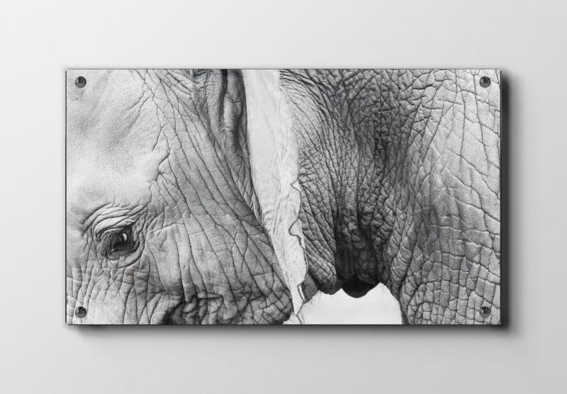 Elephant Closeup Plakat