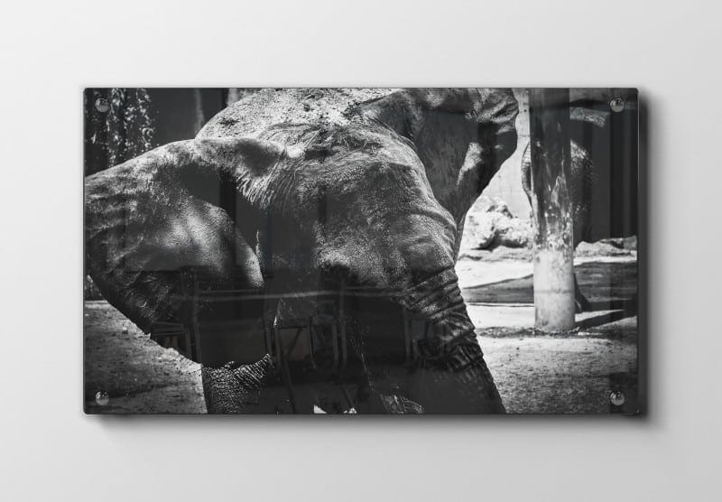 Elephant Muddy Portrait Plakat