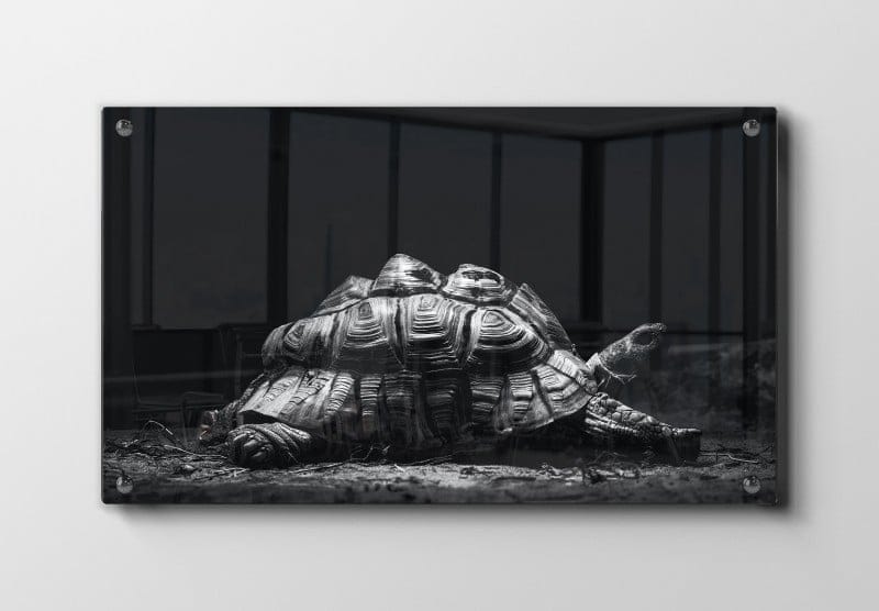 Turtle Tortoise Plakat