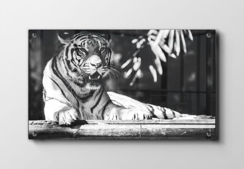 Bengal Tiger Plakat