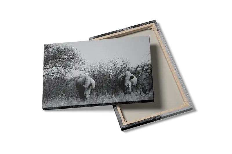 White Rhino Pair Plakat