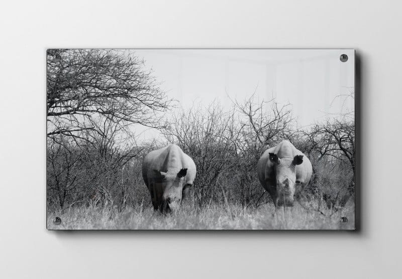 White Rhino Pair Plakat