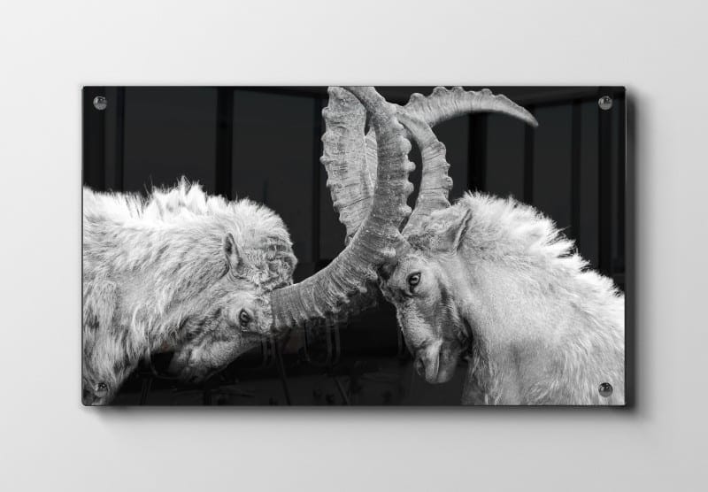 Mountain Goats Plakat