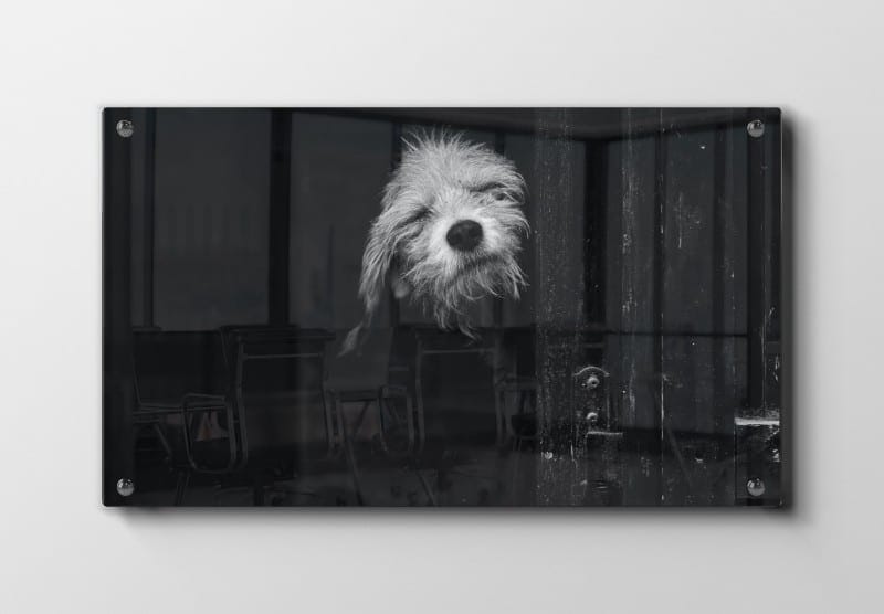 Scruffy Dog Plakat