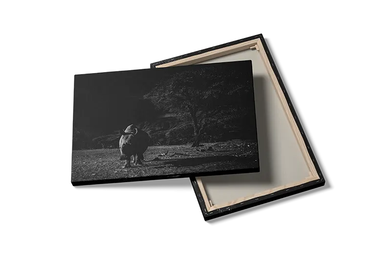 Black Rhino Plakat