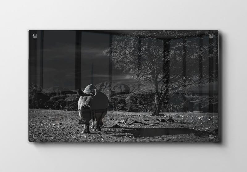 Black Rhino Plakat