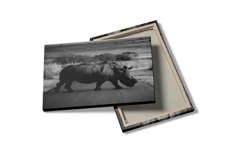 White Rhinoceros Crossing Plakat