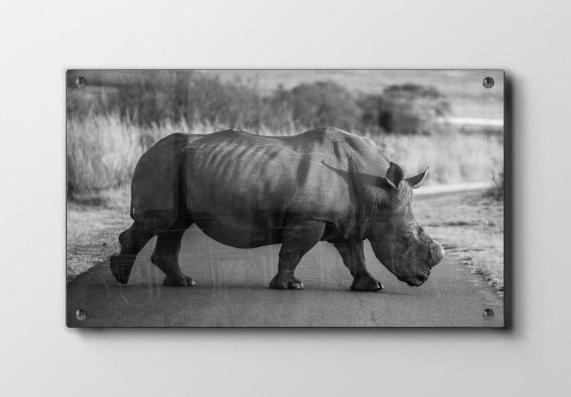 White Rhinoceros Crossing Plakat