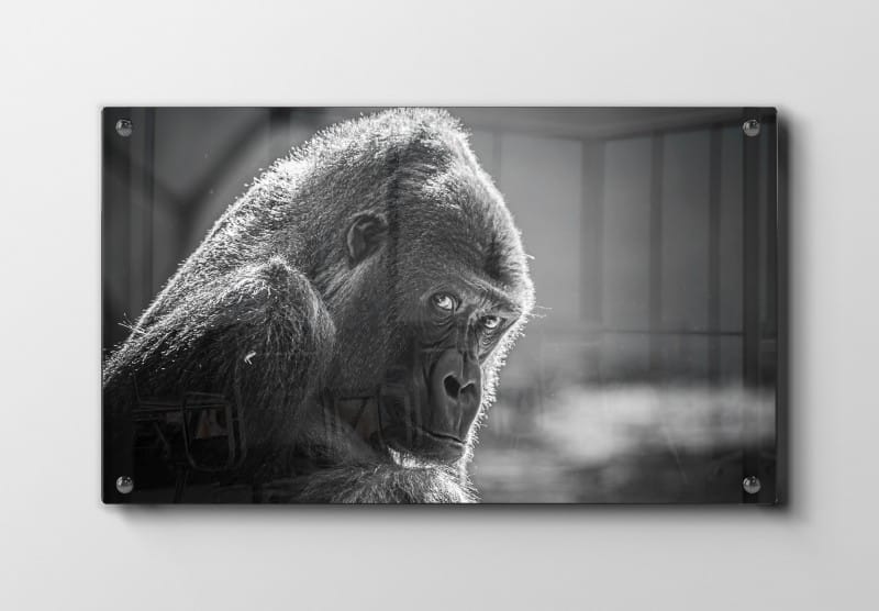 Silverback Gorilla Closeup Plakat
