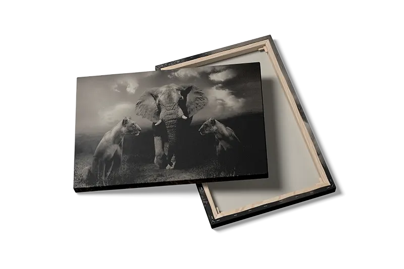 Elephant With Lionesses Plakat