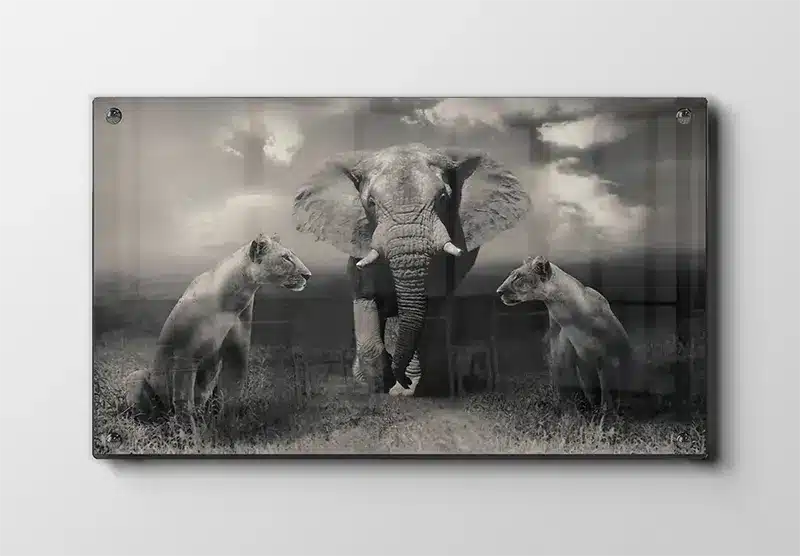 Elephant With Lionesses Plakat