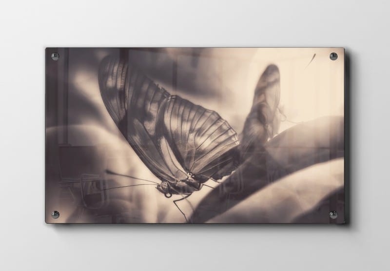 Butterfly Plakat