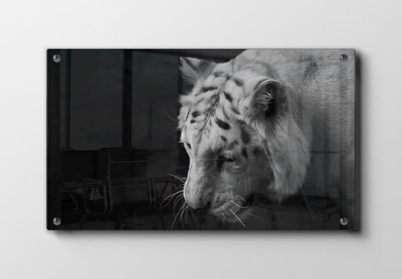 White Tiger Plakat