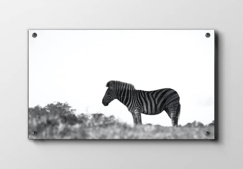 Zebra Side View Plakat